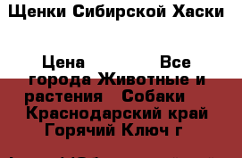 Щенки Сибирской Хаски › Цена ­ 20 000 - Все города Животные и растения » Собаки   . Краснодарский край,Горячий Ключ г.
